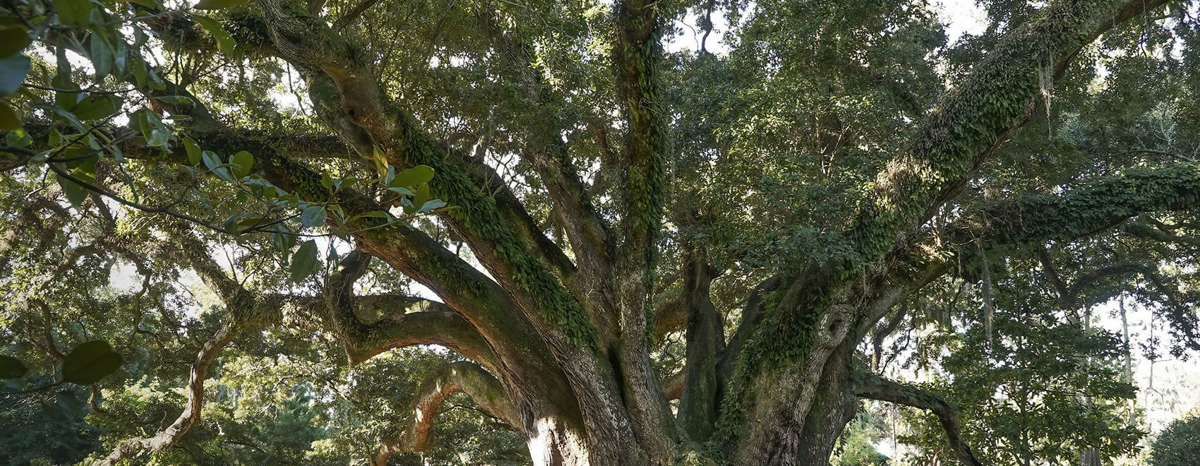 giant Live Oak In Louisiana