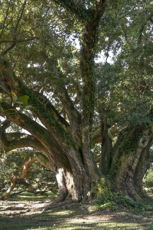 giant Live Oak In Louisiana