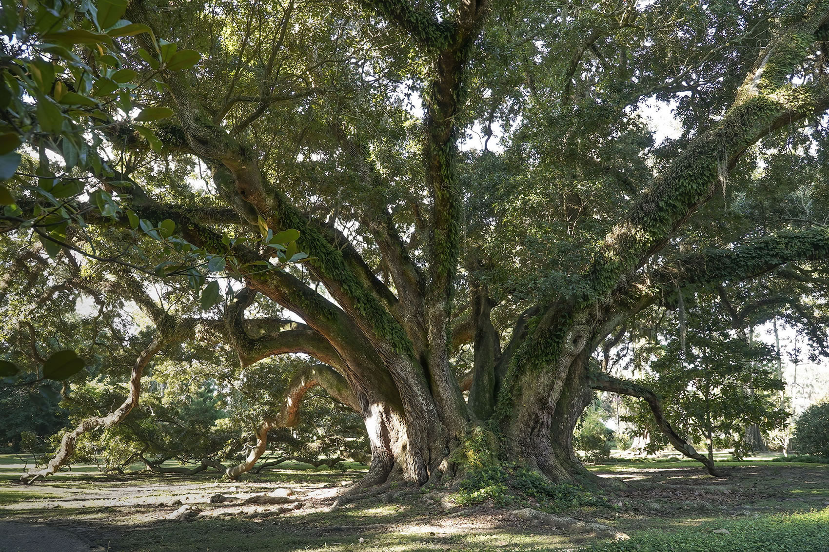 giant Live Oak In Louisiana