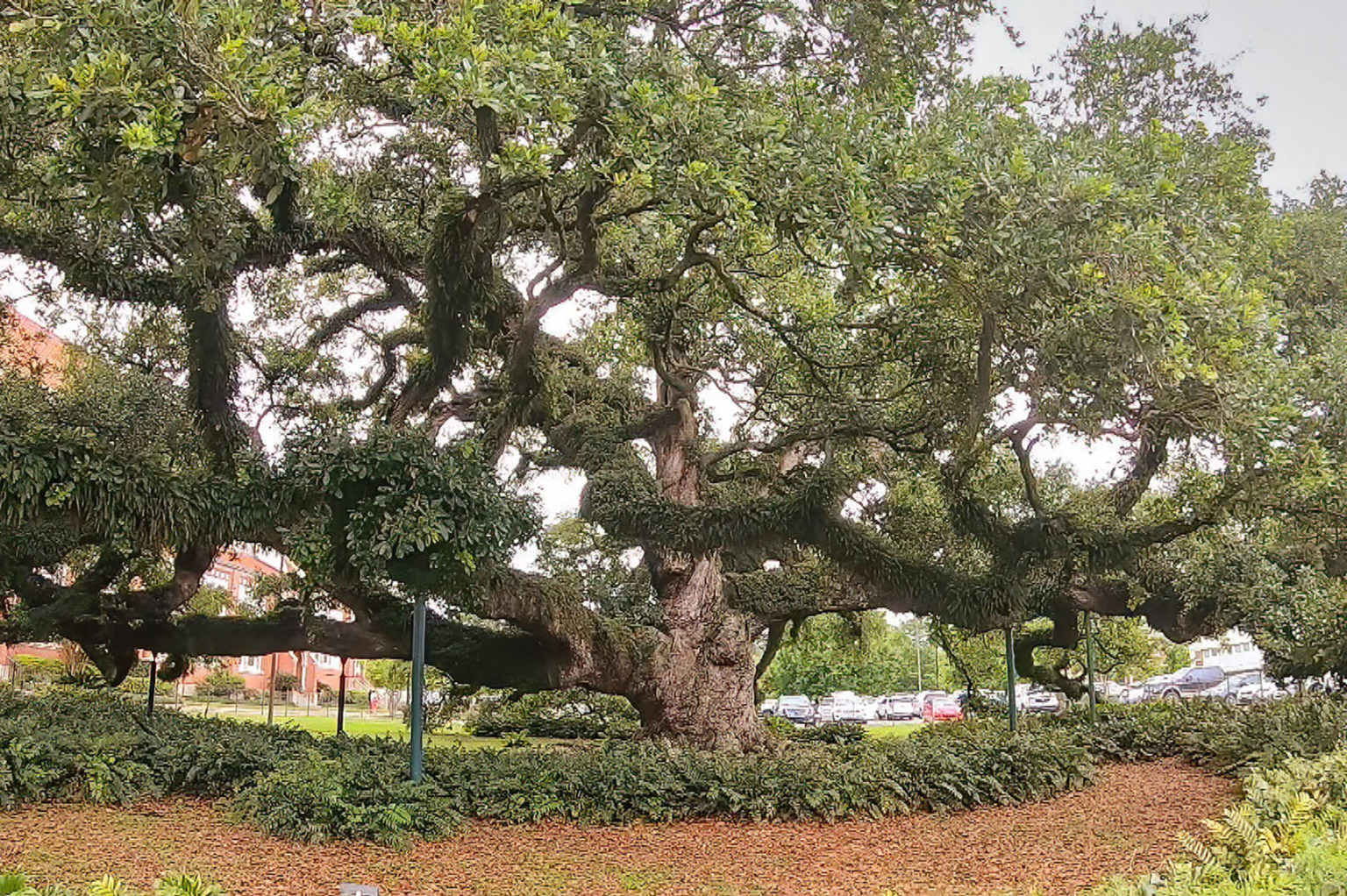 Explore Louisiana's Giant Live Oak Trees The Heart of Louisiana