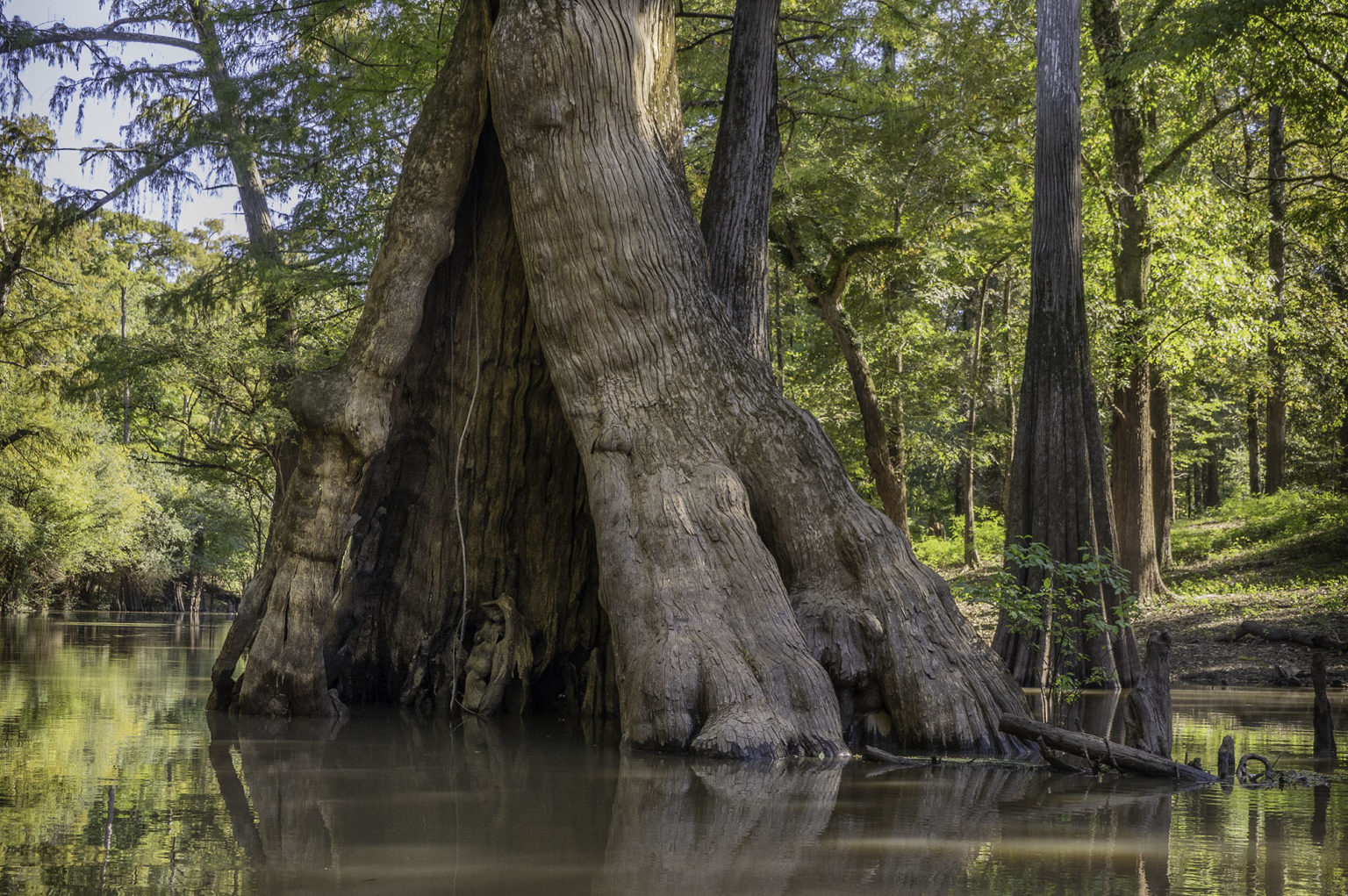 Explore Each Region Of Louisiana | The Heart Of Louisiana