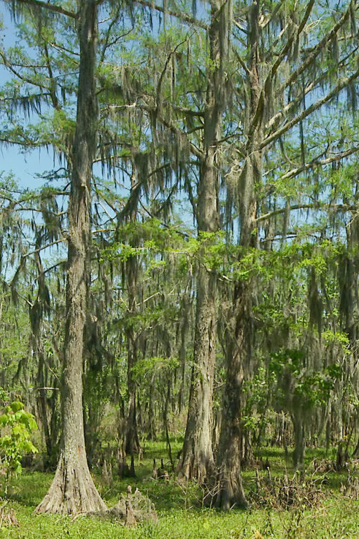 cypress trees in the Barataria Wetlands Preserve