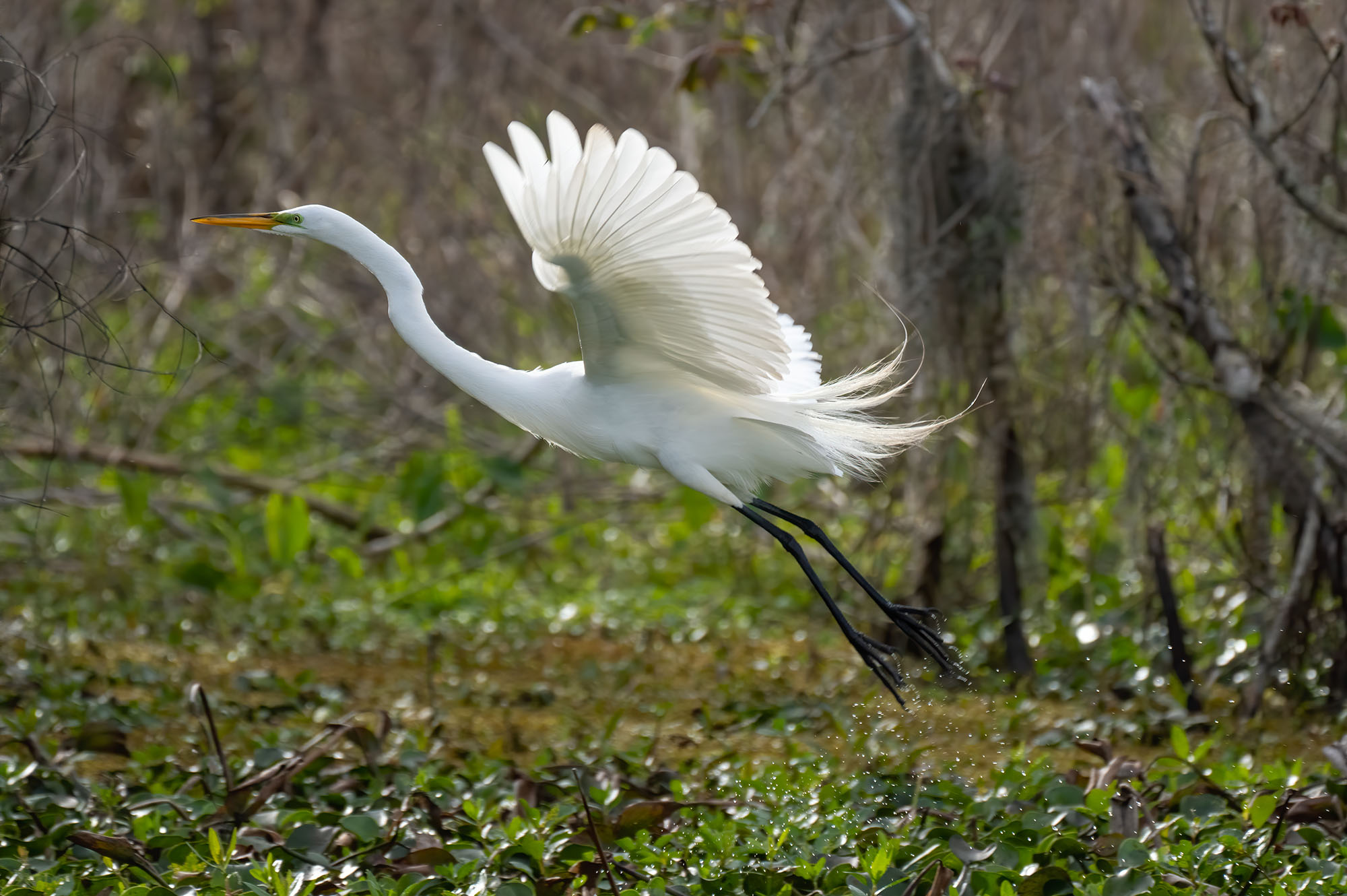 egret flying over swamp in Louisiana