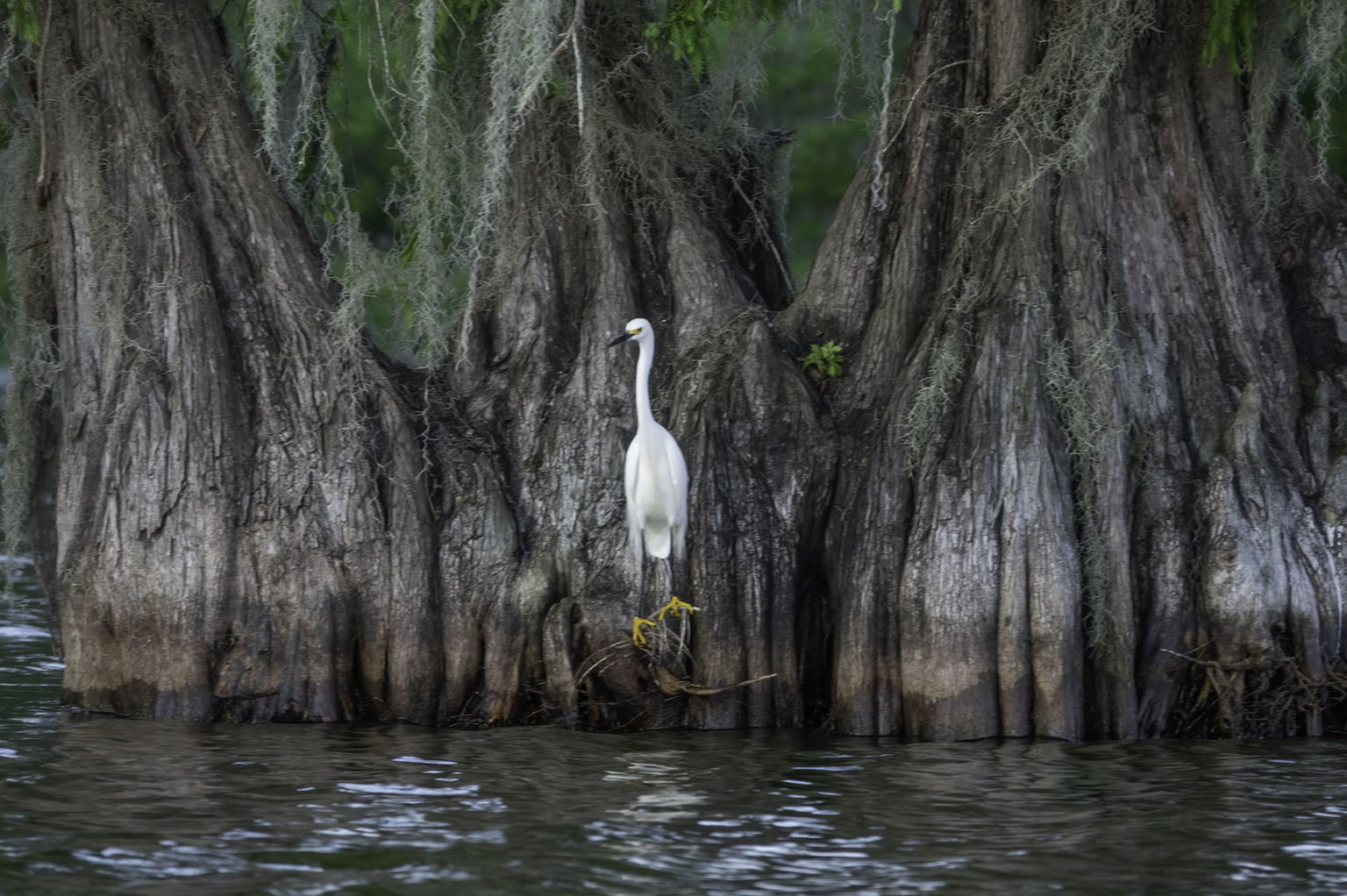 Paddling Through a Cajun Paradise The Heart of Louisiana