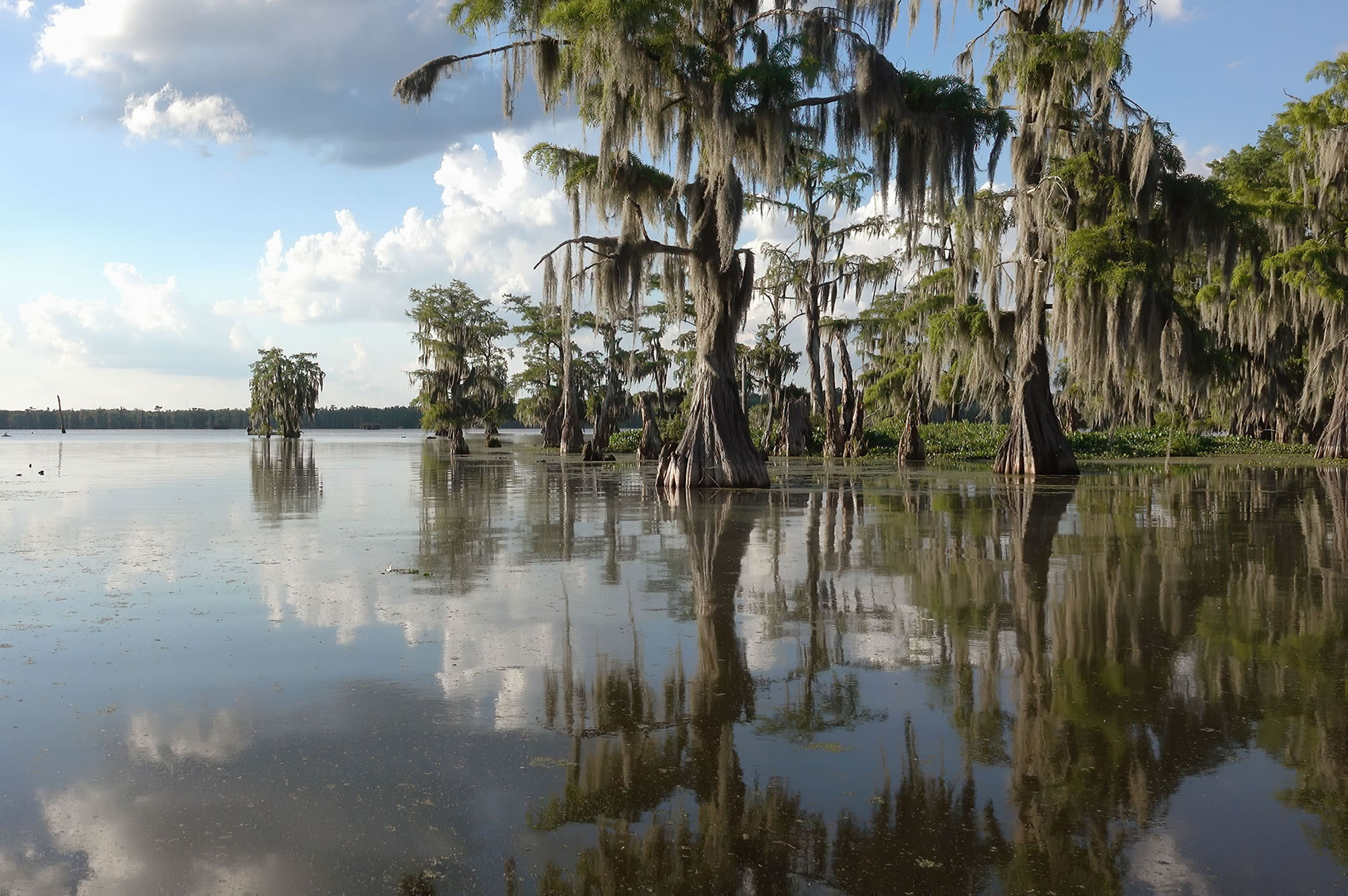 cypress trees in Lake Martin, Louisiana