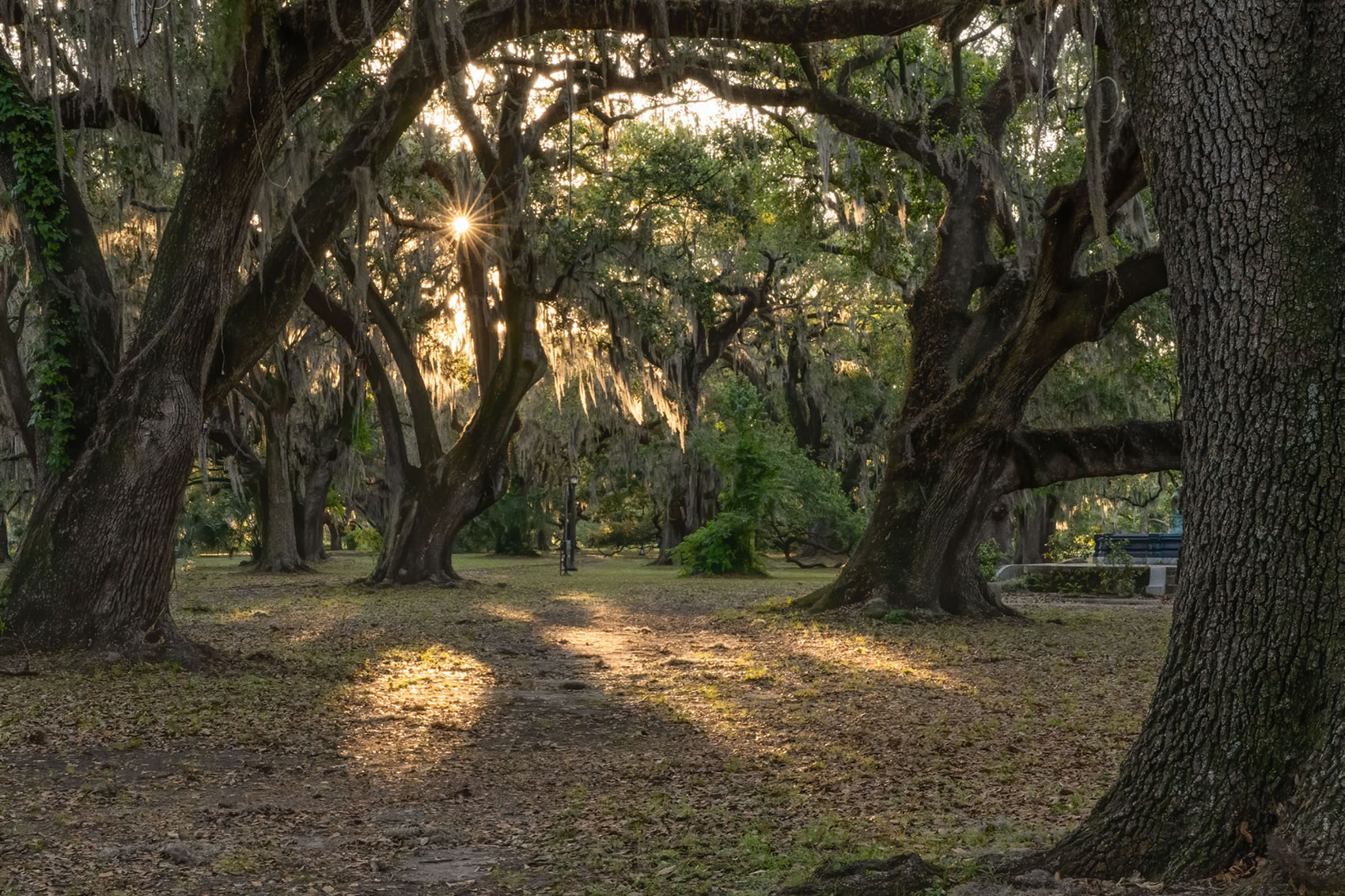 Explore Louisiana's Giant Live Oak Trees The Heart of Louisiana