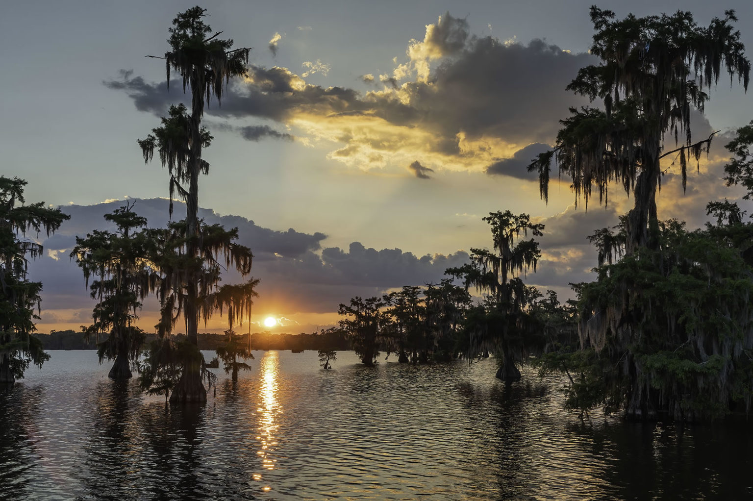 Louisiana swamp eagles photography tour | The Heart of Louisiana