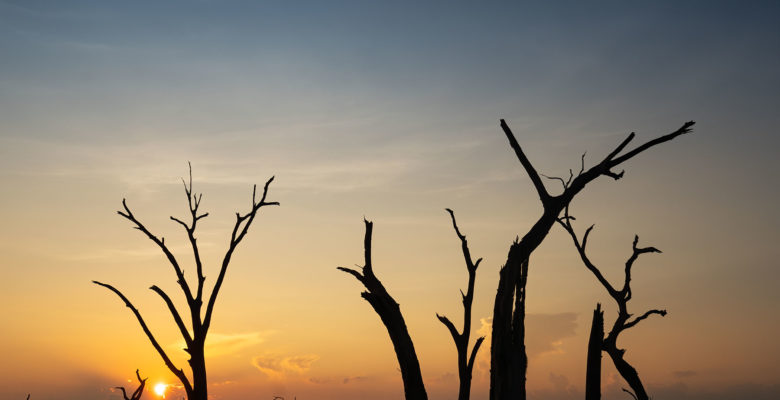 oak trees in Plaquemines Parish, Louisiana