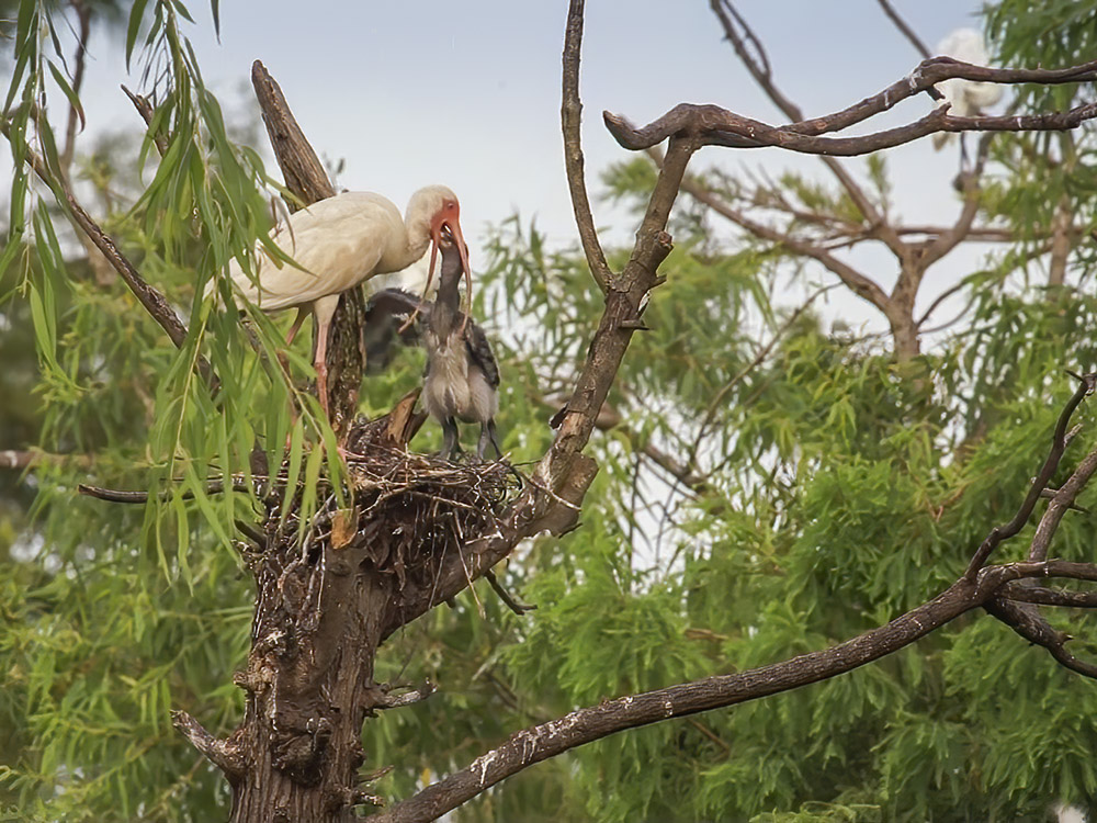 a White Ibis feeds its young on a nest in the Jefferson Island Rookery