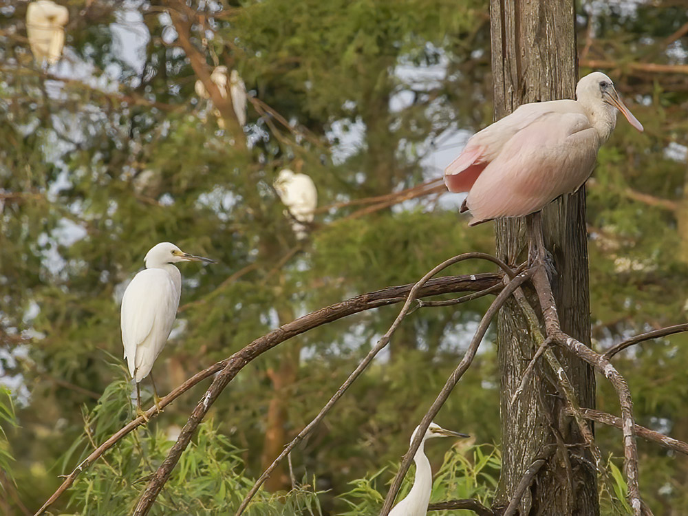 Rosate Spoonbill and a White Ibis in Jefferson Island, Louisiana