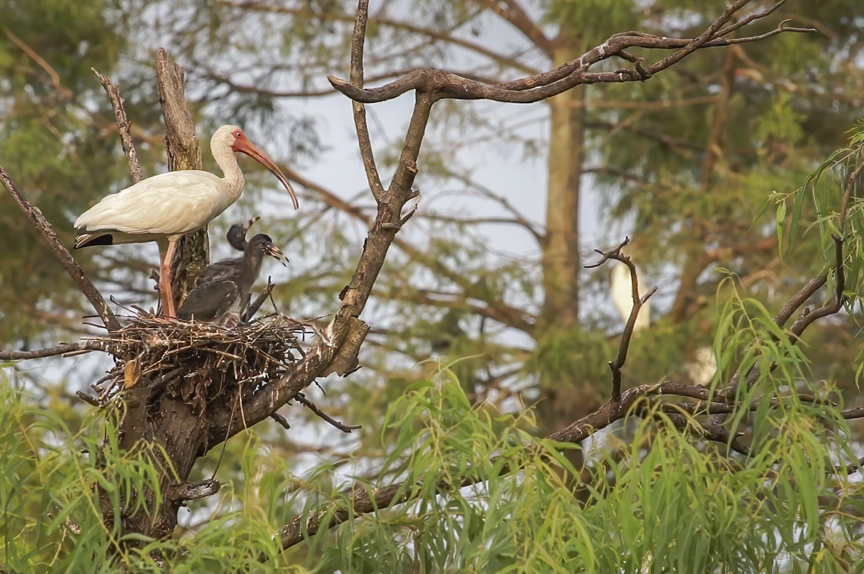 A White Ibis with its young on a nest in the Jefferson Island Rookery