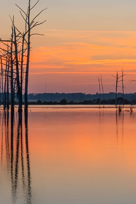 orange sky and still lake water and view of cypress trees after sunset