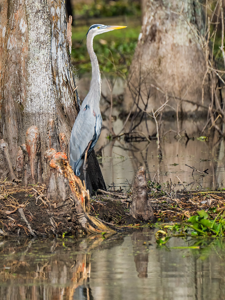 great blue heron stands near cypress tree trunk surrounded by water in a south Louisiana swamp featured in Louisiana nature photography