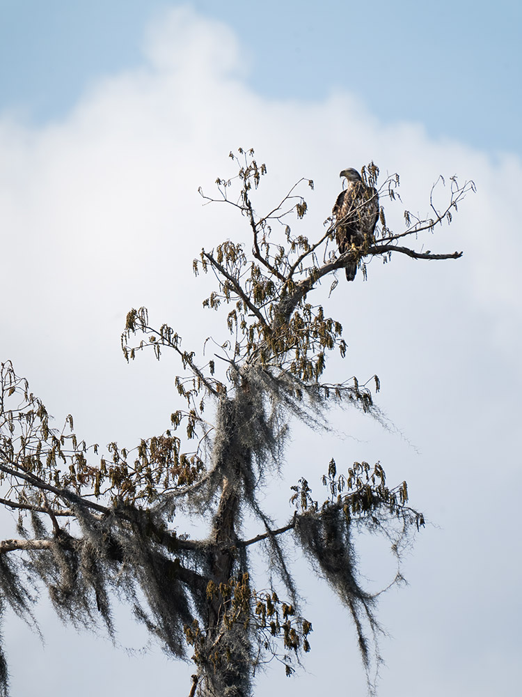 adolescent band eagle without white crown sits in treetop in a south Louisiana swamp