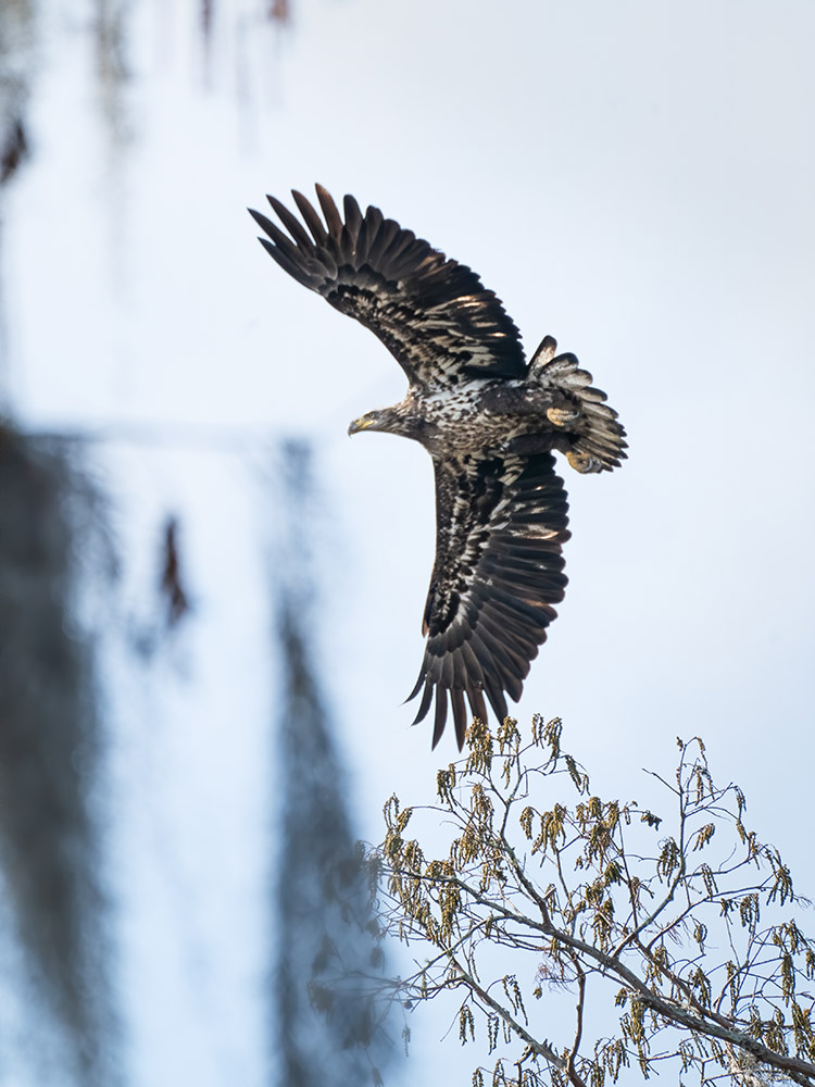 adolescent band eagle without white crown takes flight in a south Louisiana swamp