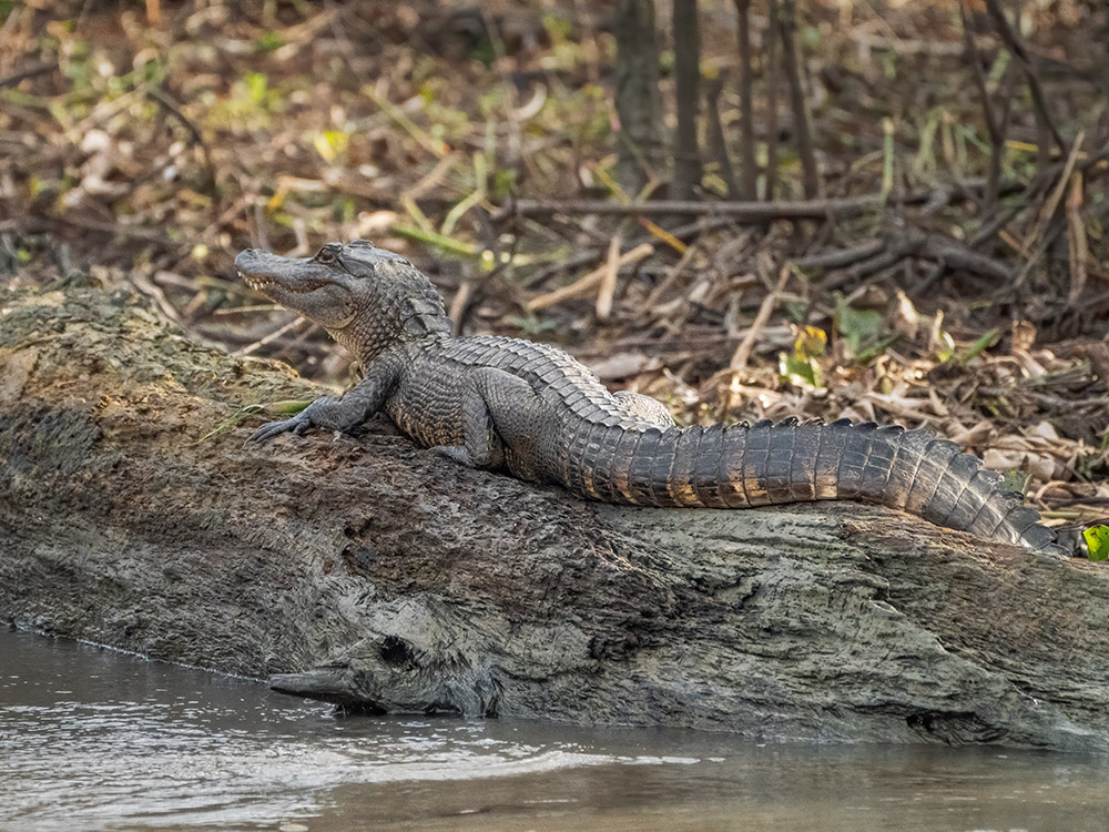 alligabor rests on log near water edge in a south Louisiana swamp