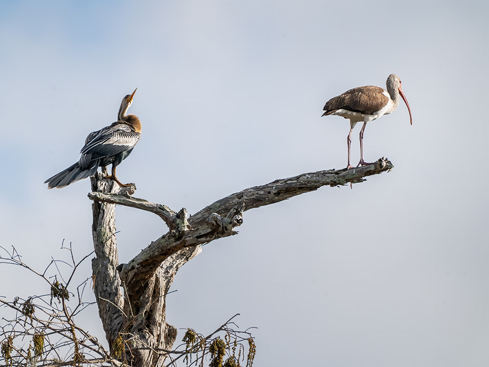 Anhinga and Ibis share a treetop perch in a south Louisiana swamp featured in Louisiana nature photography