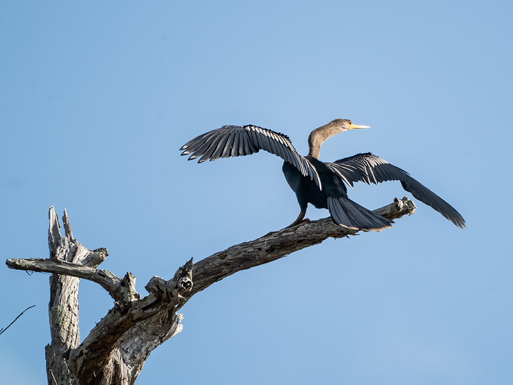 anhinga spreads its wings in treetop in a south Louisiana swamp featured in Louisiana nature photography