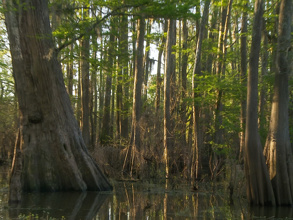 thick growth of cypress trees standing in still water in the Louisiana's Atchafalaya Basin Swamp