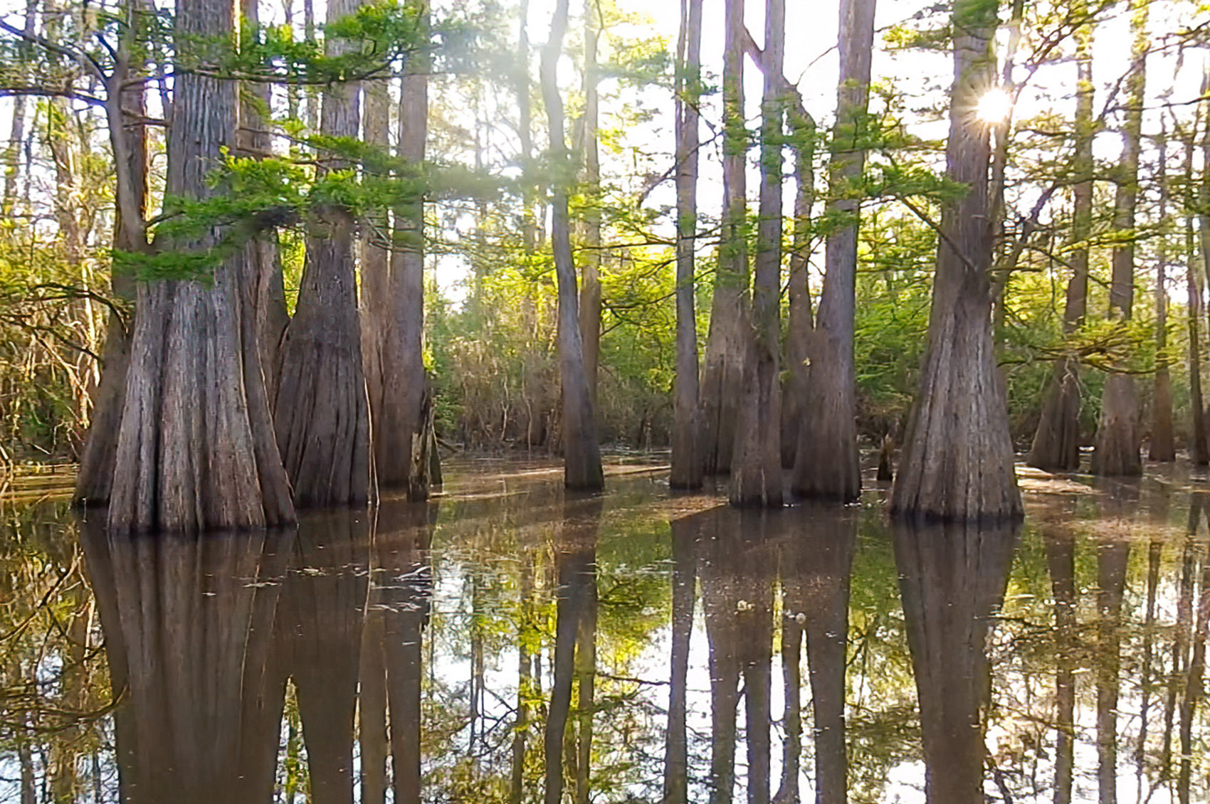 backlit cypress trees reflect in still water of Atchafalaya Basin Swamp in Louisiana