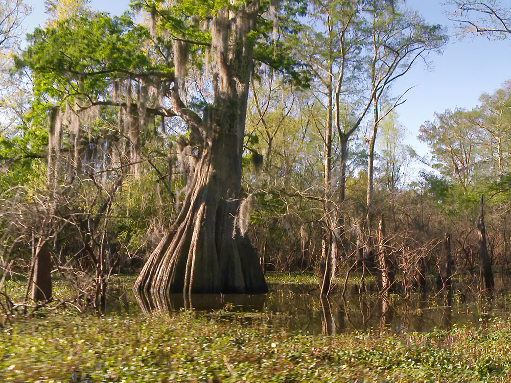 large cypress tree with moss stands in the water of the Atchafalaya Basin Swamp