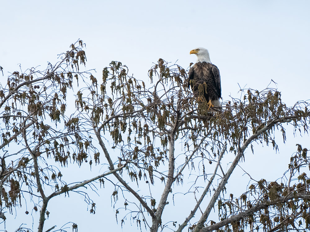 bald eagle sits in treetop among brown leaves in a south Louisiana swamp