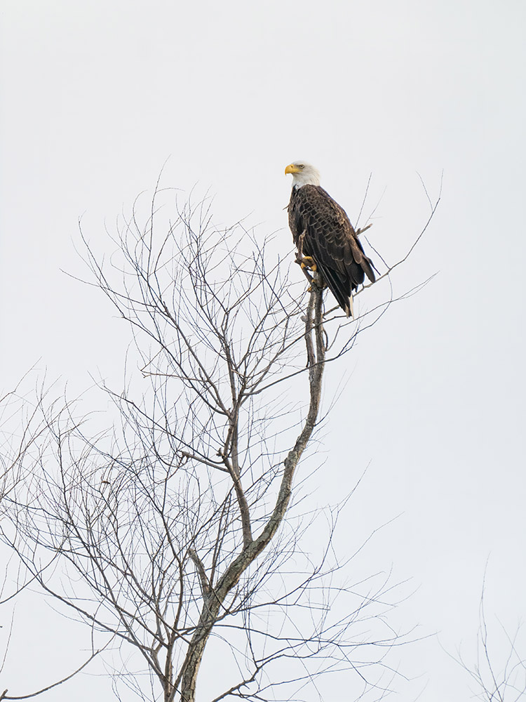 bald eagle sits on branch at top of bare tree in a south Louisiana swamp