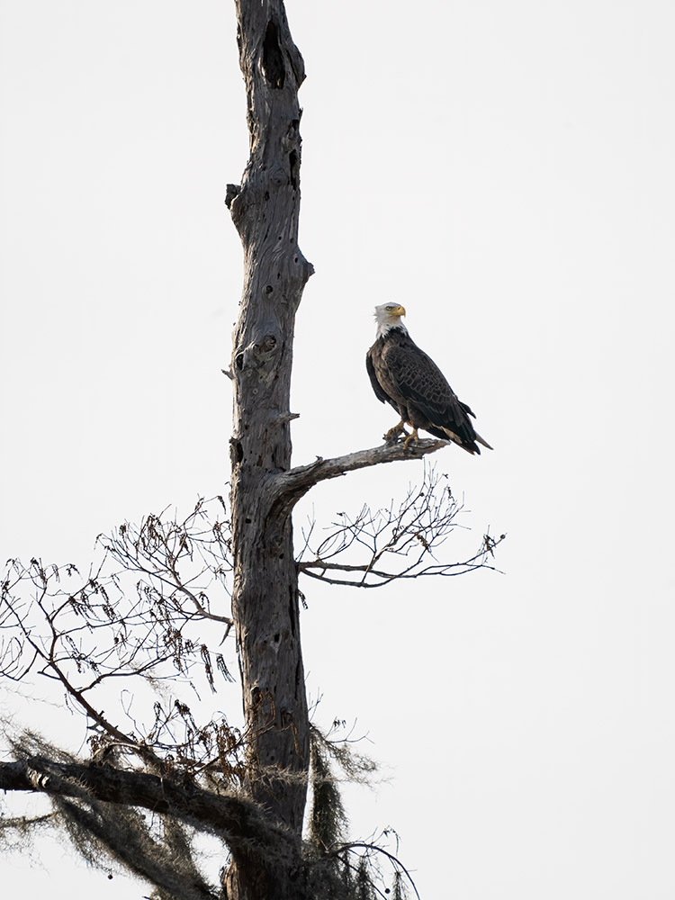bald eagle turns head on branch of bare tree in a south Louisiana swamp