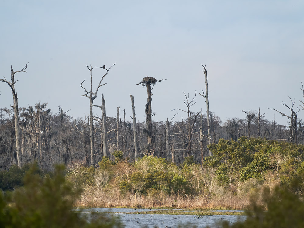 distant bald eagle in treetop near nest in distance in a south Louisiana swamp