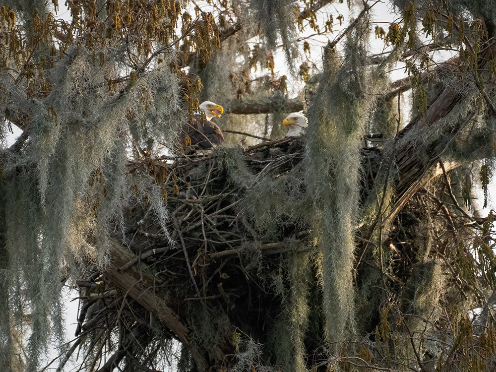 pair of bald eagles in nest surrounded by moss tree branches in a south Louisiana swamp