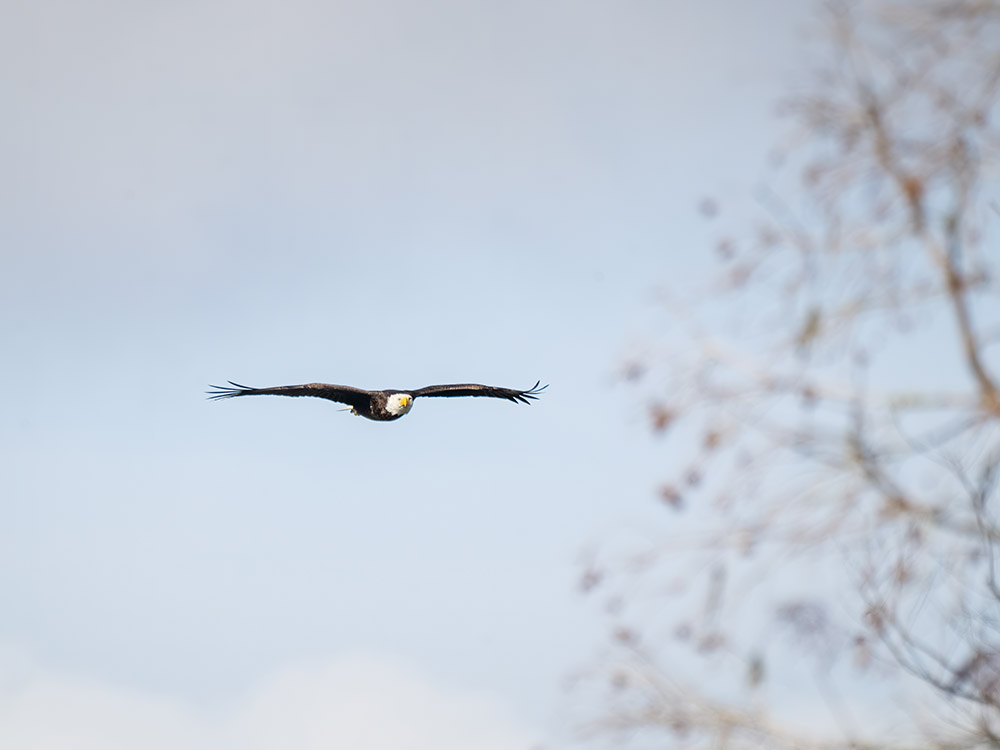 bald eagle flying toward camera past trees in a south Louisiana swamp