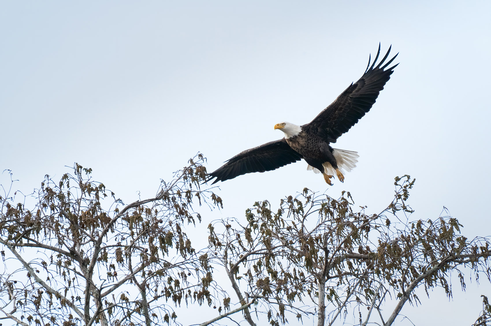 bald eagle soaring over trees in a south Louisiana swamp featured in Louisiana nature photography