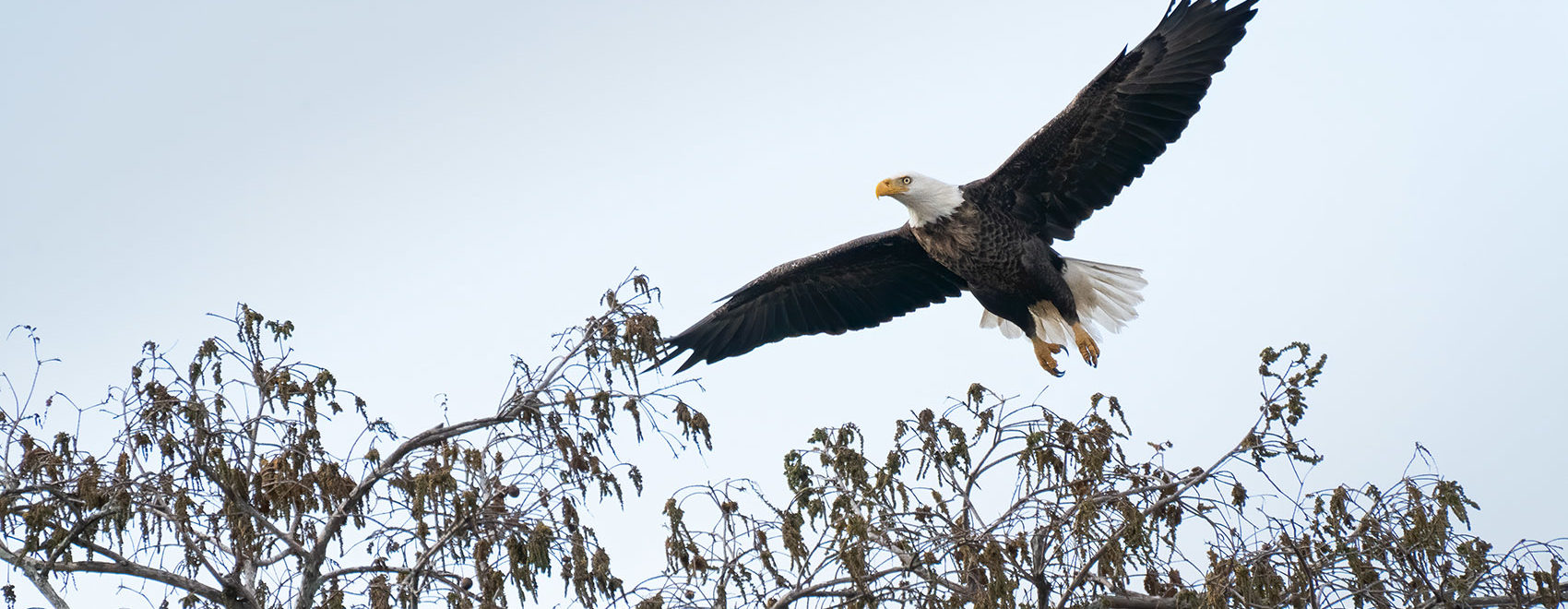 Bald eagle flying over treetop in southern Louisiana swamp