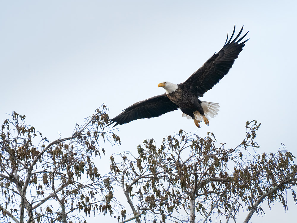 bald eagle soaring over trees in a south Louisiana swamp