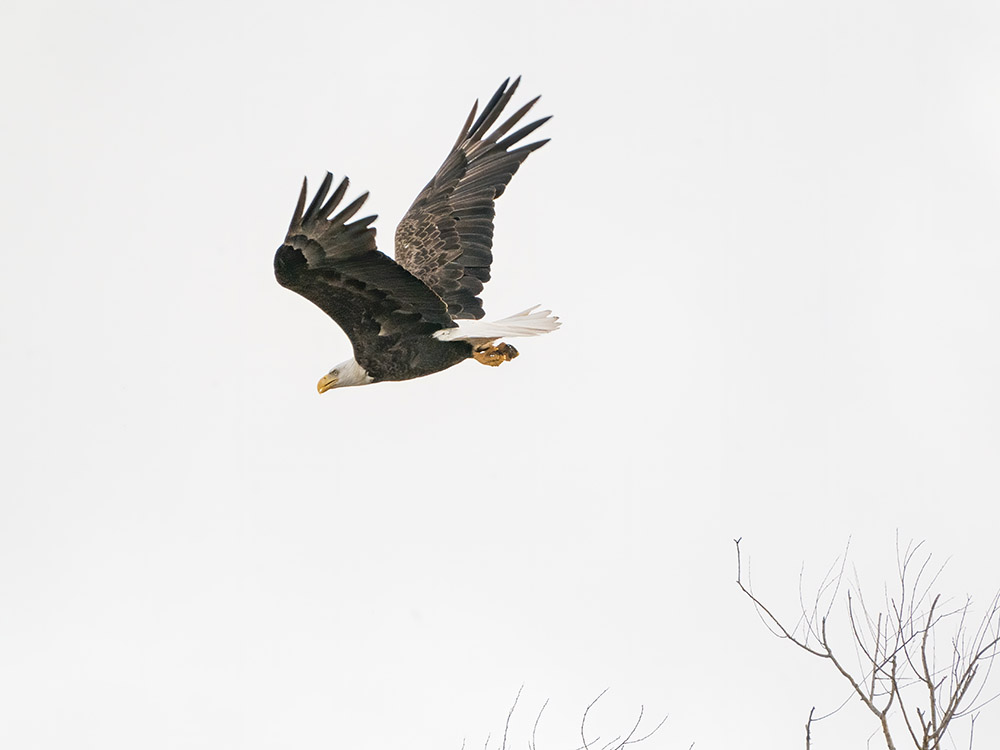 bald eagle in flight in a south Louisiana swamp