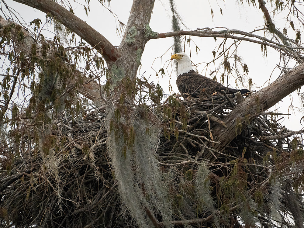 closeup of bald eagle on nest in moss draped tree in a south Louisiana swamp