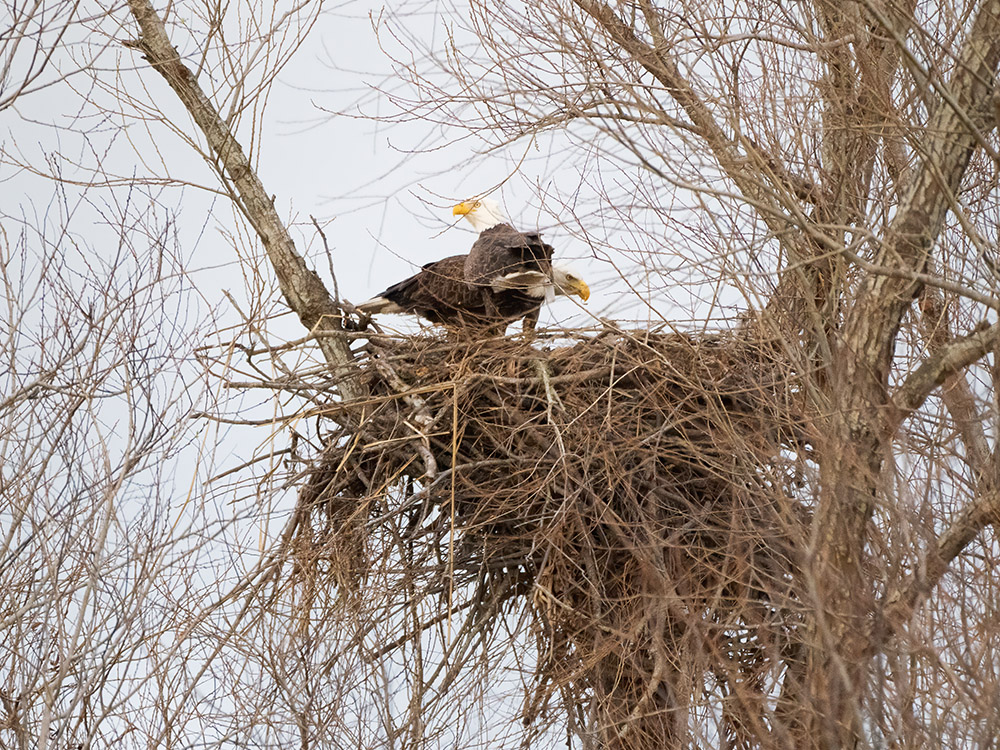 pair of bald eagles stand on edge of nest overlooking chicks in a south Louisiana swamp