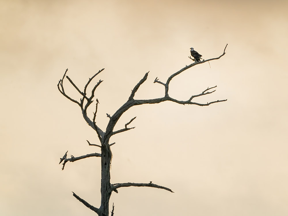 bald eagle sits on branch at top of bare tree at sunset in a south Louisiana swamp