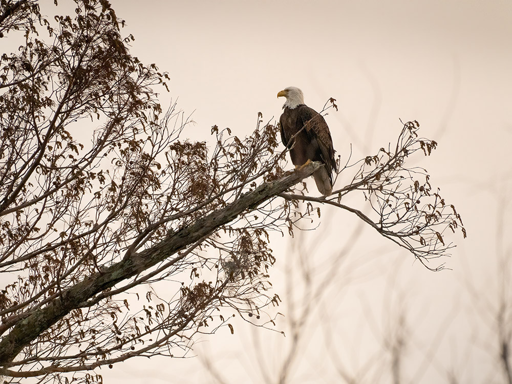 bald eagle sitting on branch in tree at sunset in a south Louisiana swamp