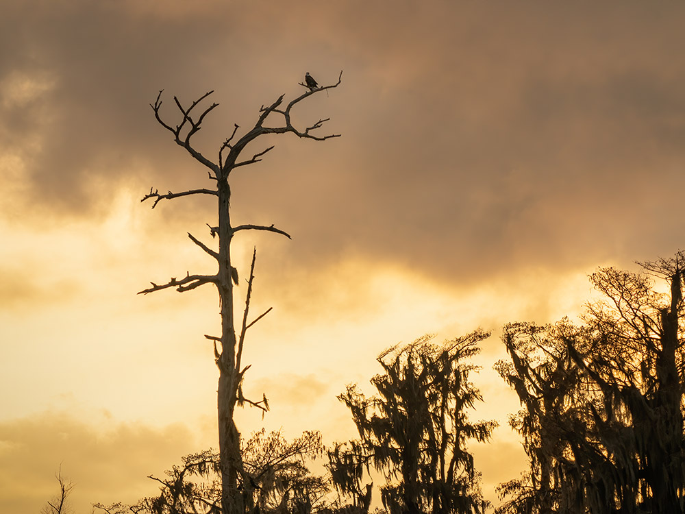 lone eagle sits on highest branch of bare tree at sunset in a south Louisiana swamp