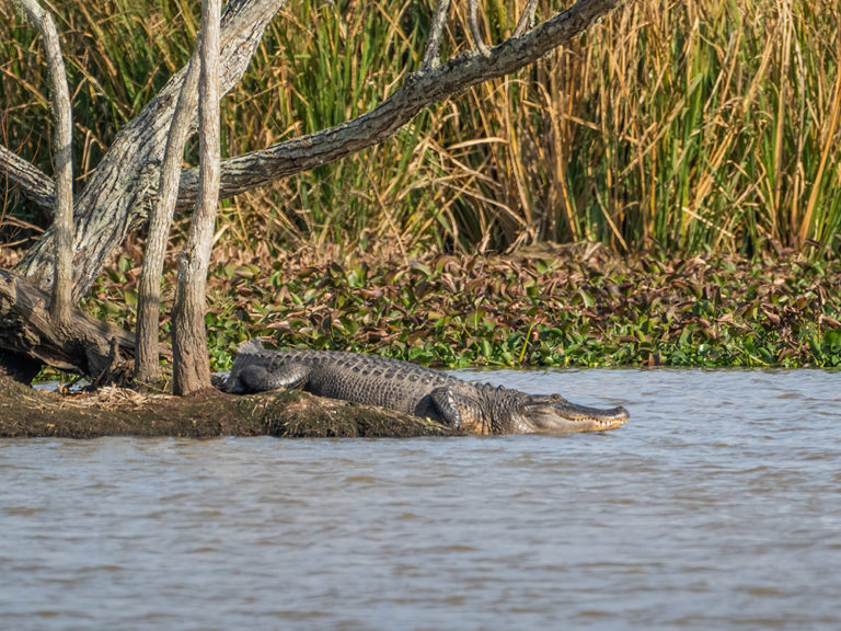 Louisiana swamp eagles photography tour | The Heart of Louisiana