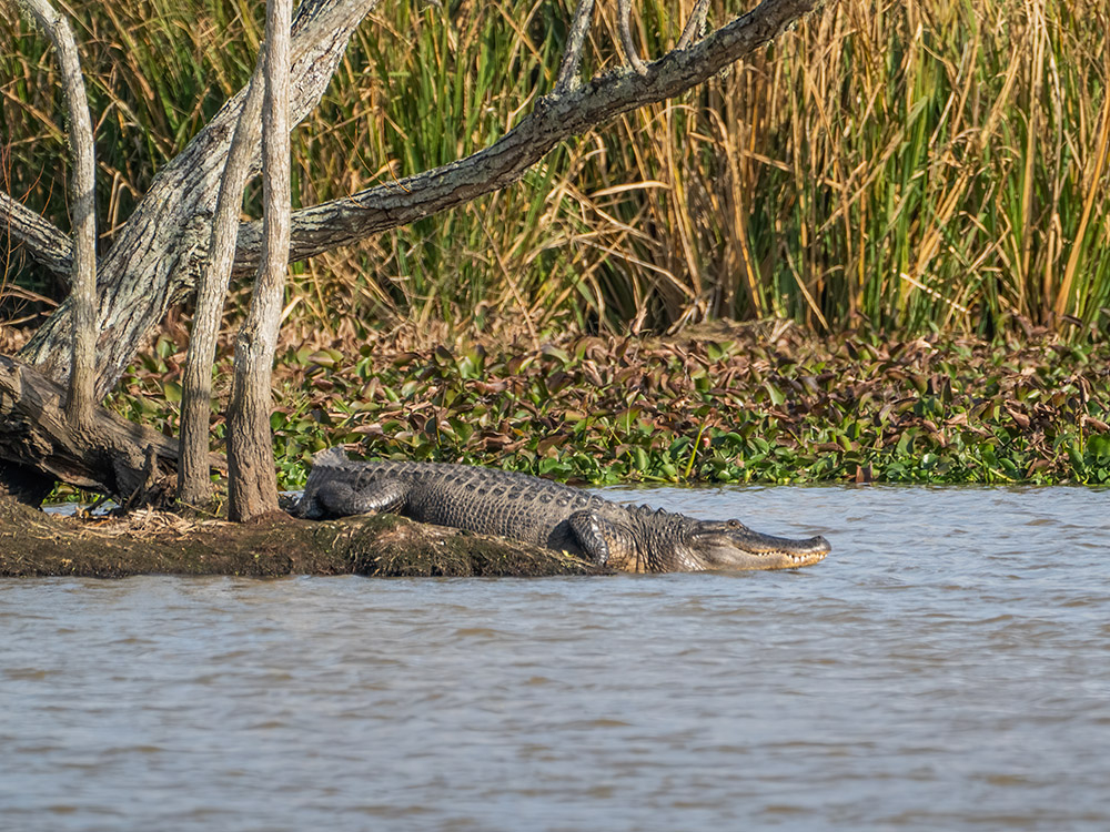 10 foot alligator at waters edge near tree in a south Louisiana swamp