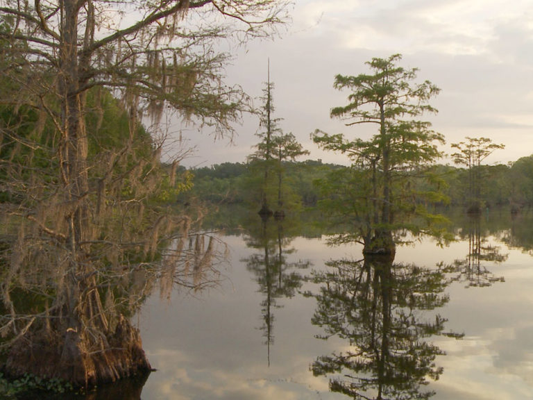 Chicot State Park for paddle and hiking adventure The Heart of Louisiana