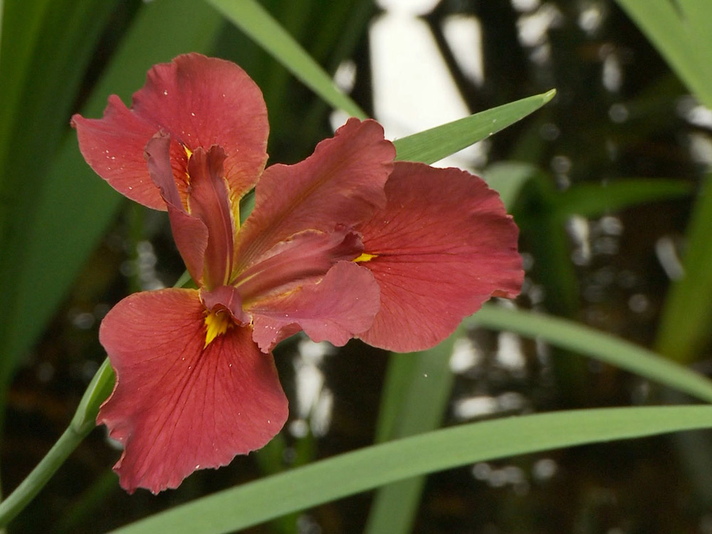 close up of red wild iris in arboretum at Chicot State Park in Louisiana