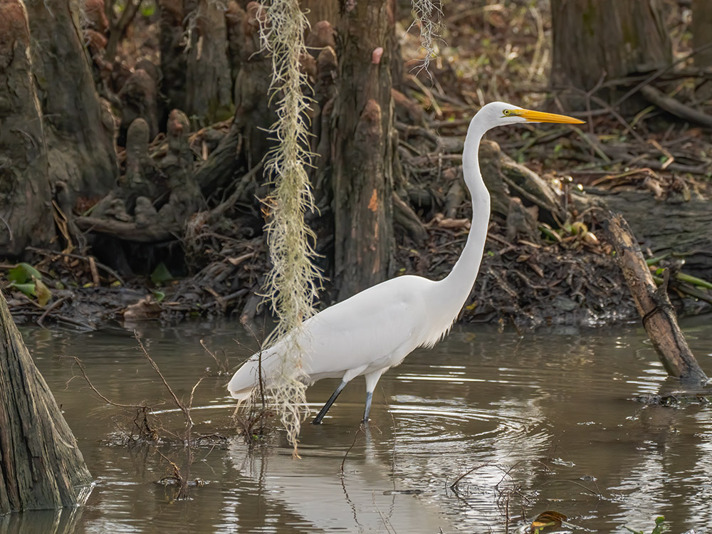 great egret wading in shallow water with moss hanging from tree in a south Louisiana swamp