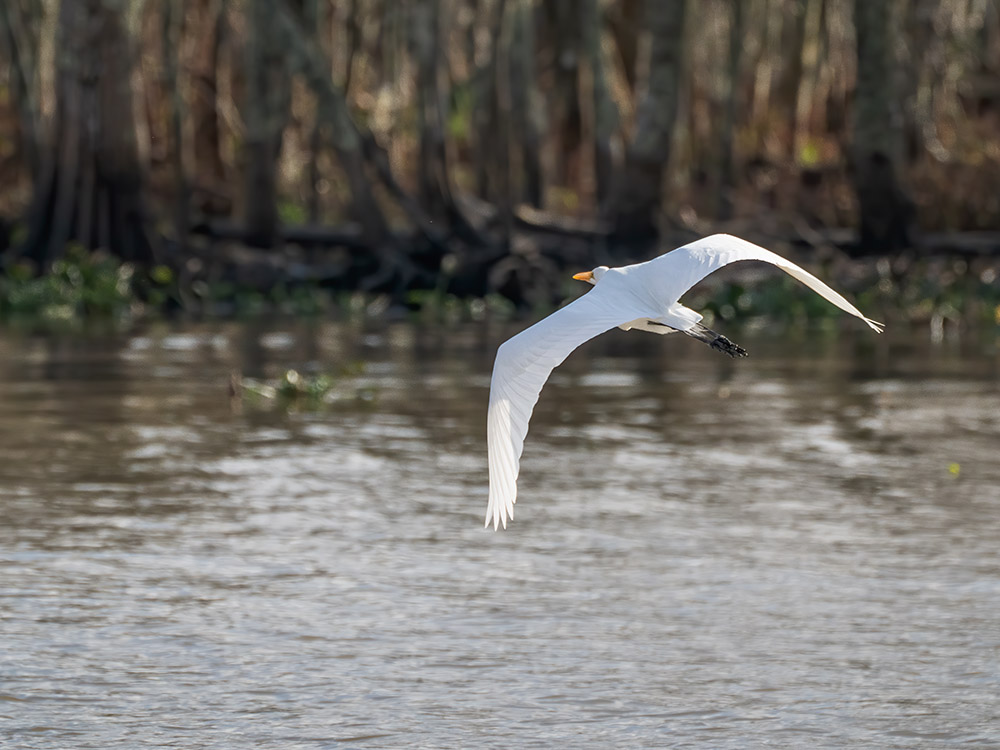 white egret in flight above water in a south Louisiana swamp