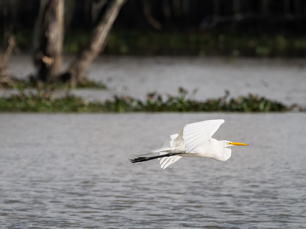 great white egret flying above water in a south Louisiana swamp