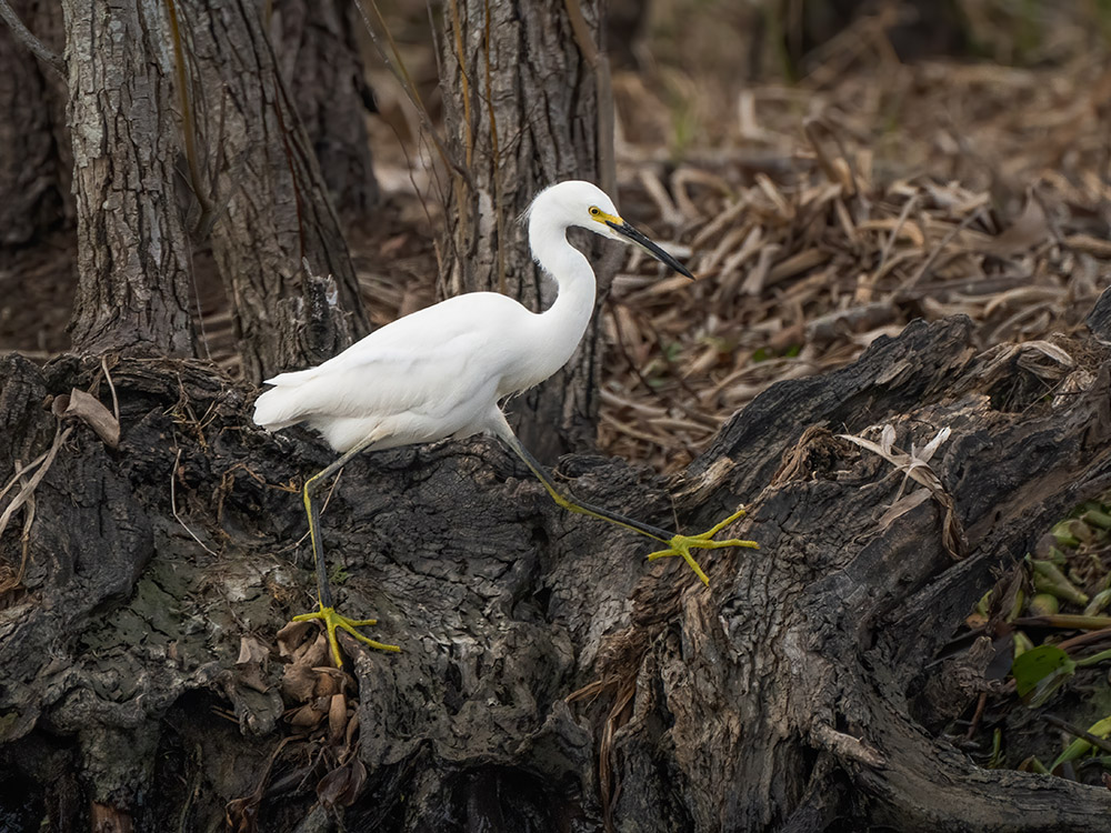 snowy egret stepping on tree trunk at edge of water in a south Louisiana swamp