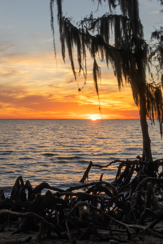 sunset over lake pontchartrain with moss-covered cypress trees and bare roots along shoreline