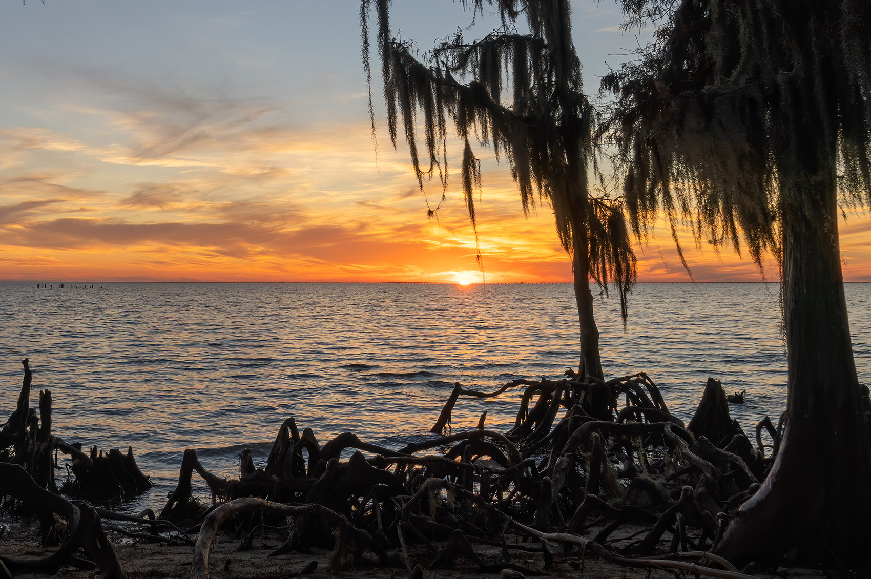 sunset over lake pontchartrain with moss-covered cypress trees and bare roots along shoreline